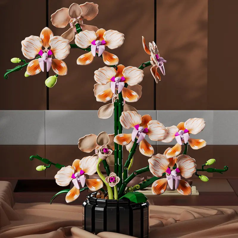 Phalaenopsis Pink Orchid