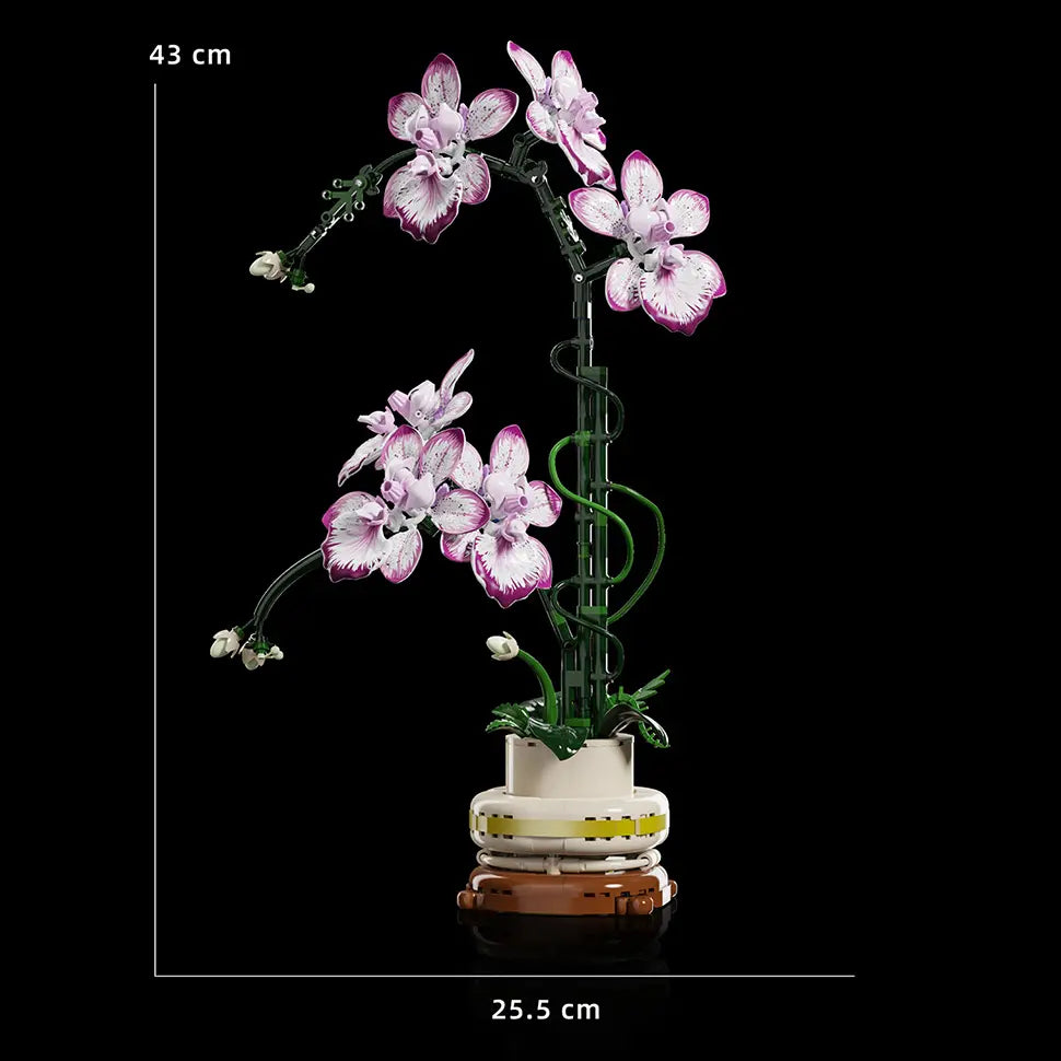 Cymbidium Purpur Orchidee