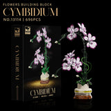 Cymbidium Purpur Orchidee